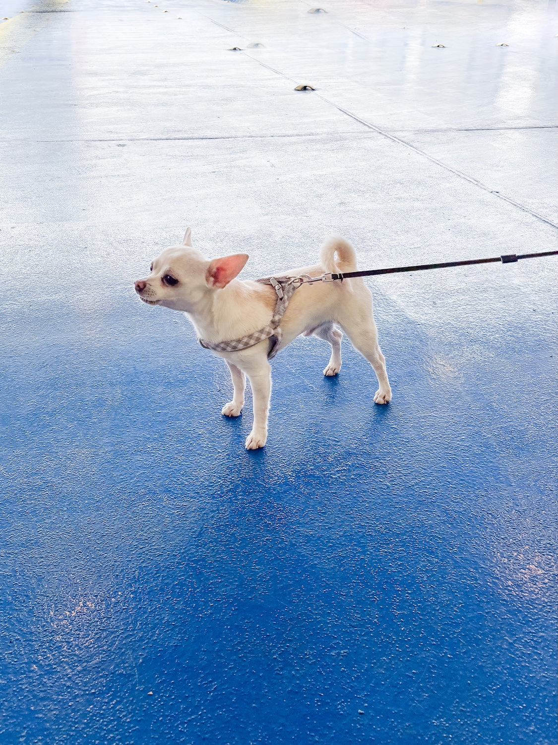 Best Dog Harness for Small Dogs: A Fit Guide for Toy and Teacup Breeds