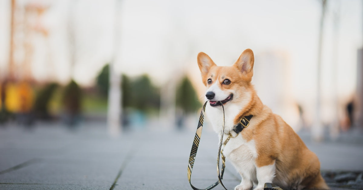 A happy pembroke welsh corgi dog sits on the cement while holding a gold and black leash with their mouth.