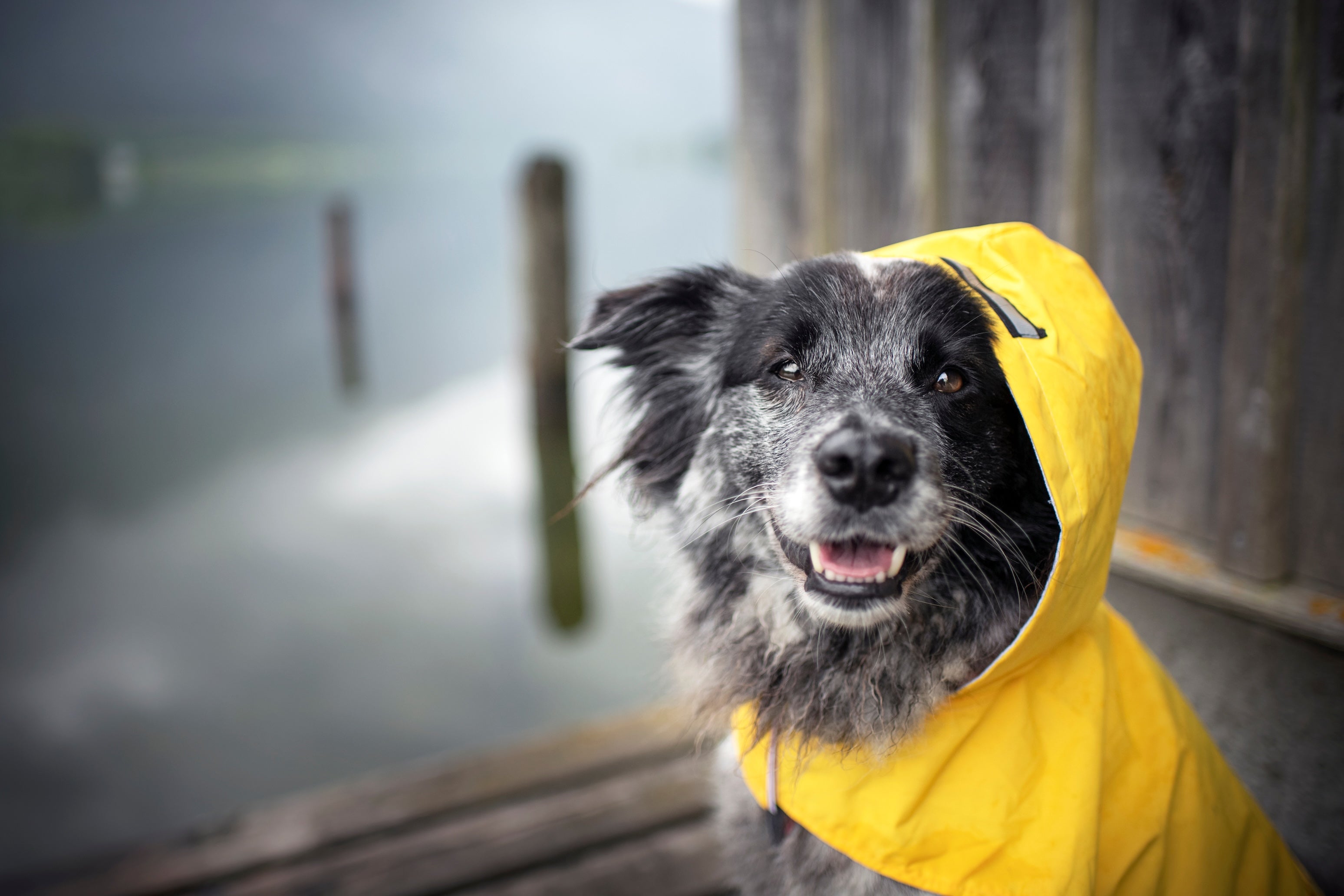 Do Dogs Need Raincoats? How to Decide (and How to Choose One)