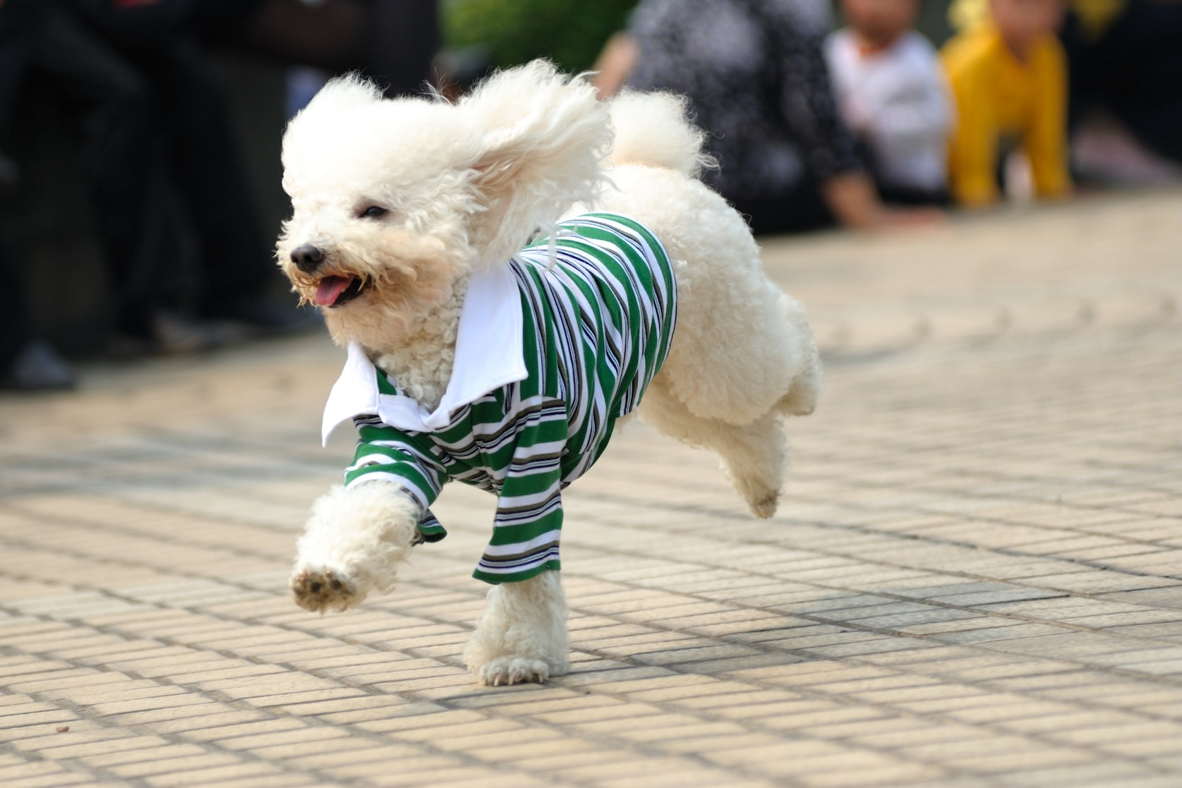 How to Measure Your Dog for Clothes: A Sizing Guide That Actually Works
