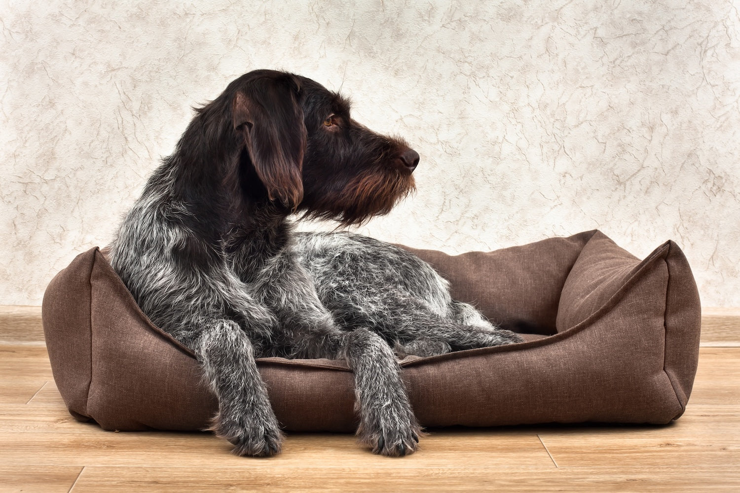 Wire-haired brown and grey dog lying in a brown rectangular bolster dog bed, front paws resting over the edge