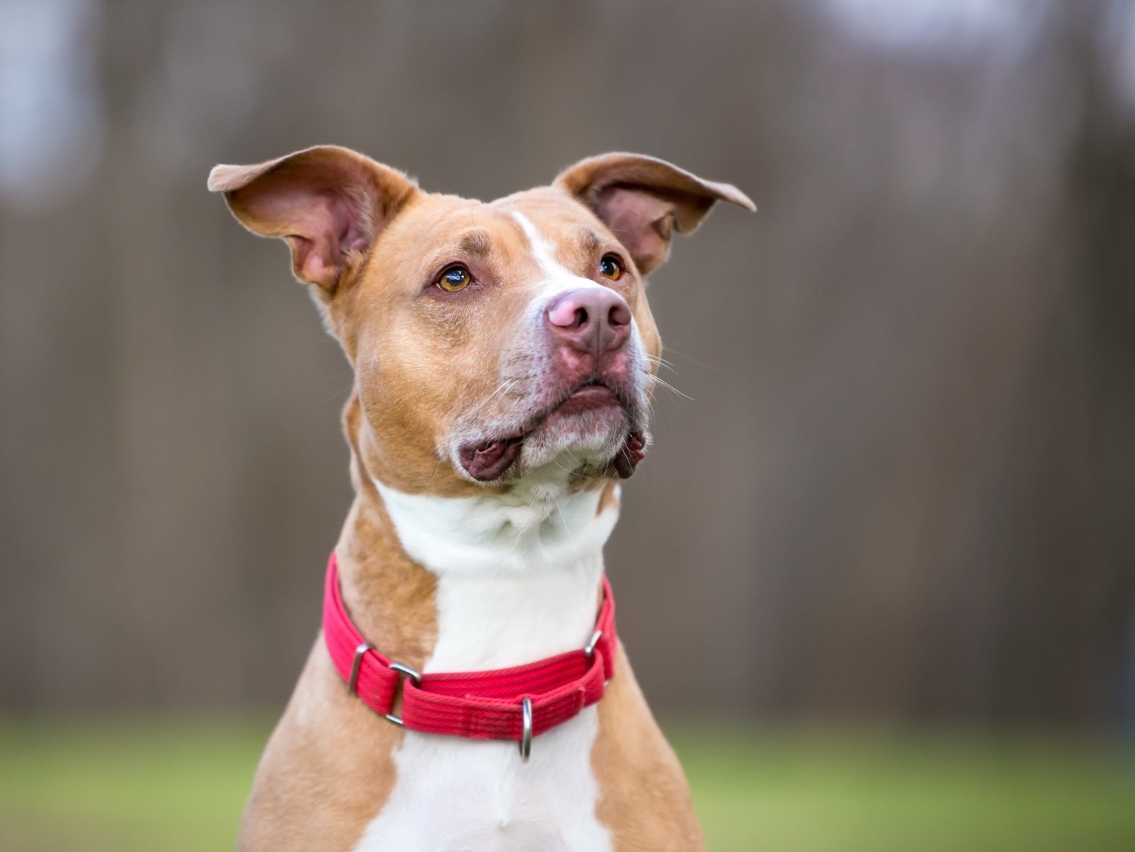 Why Your Dog Slips Out of Their Collar (and How a Martingale Fixes It)