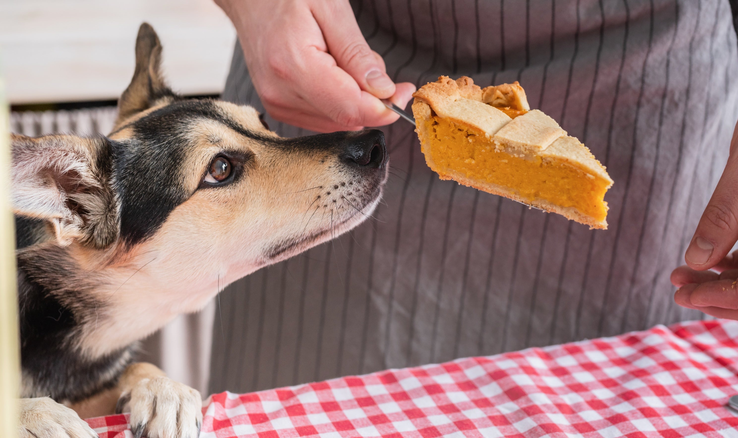 how-to-keep-your-dog-safe-on-thanksgiving