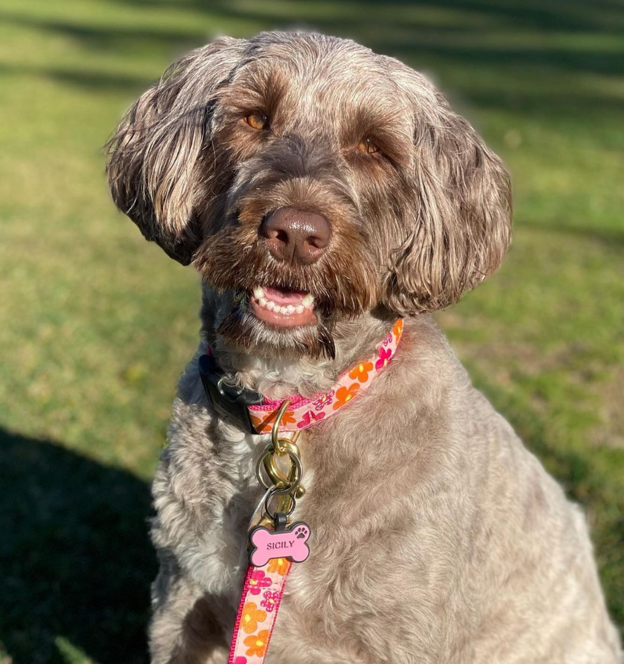 FLOWER-POWER-DOG-COLLAR-LEASH