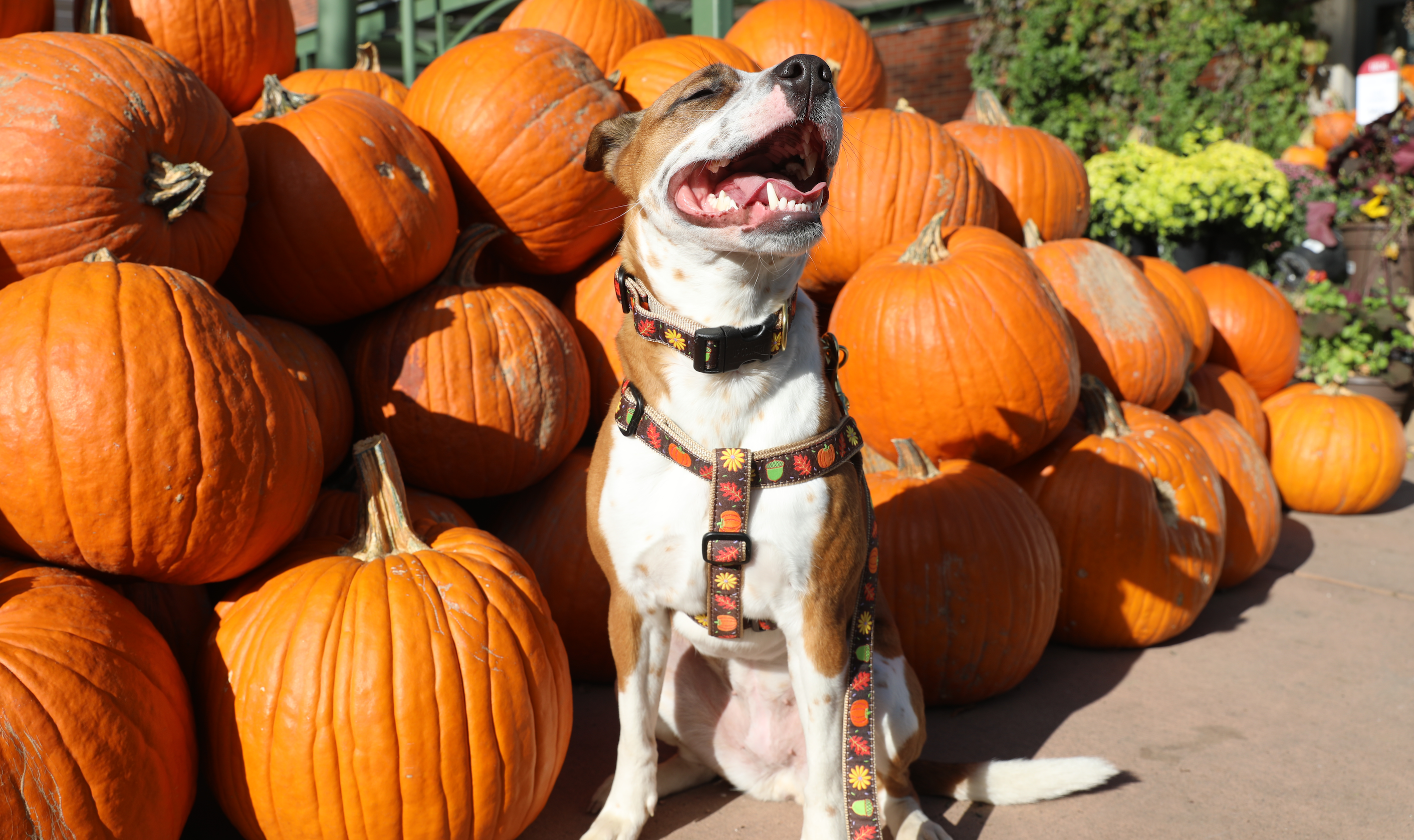 HERO-IMAGE-HARVEST-TIME-COLLAR-LEASH-HARNESS