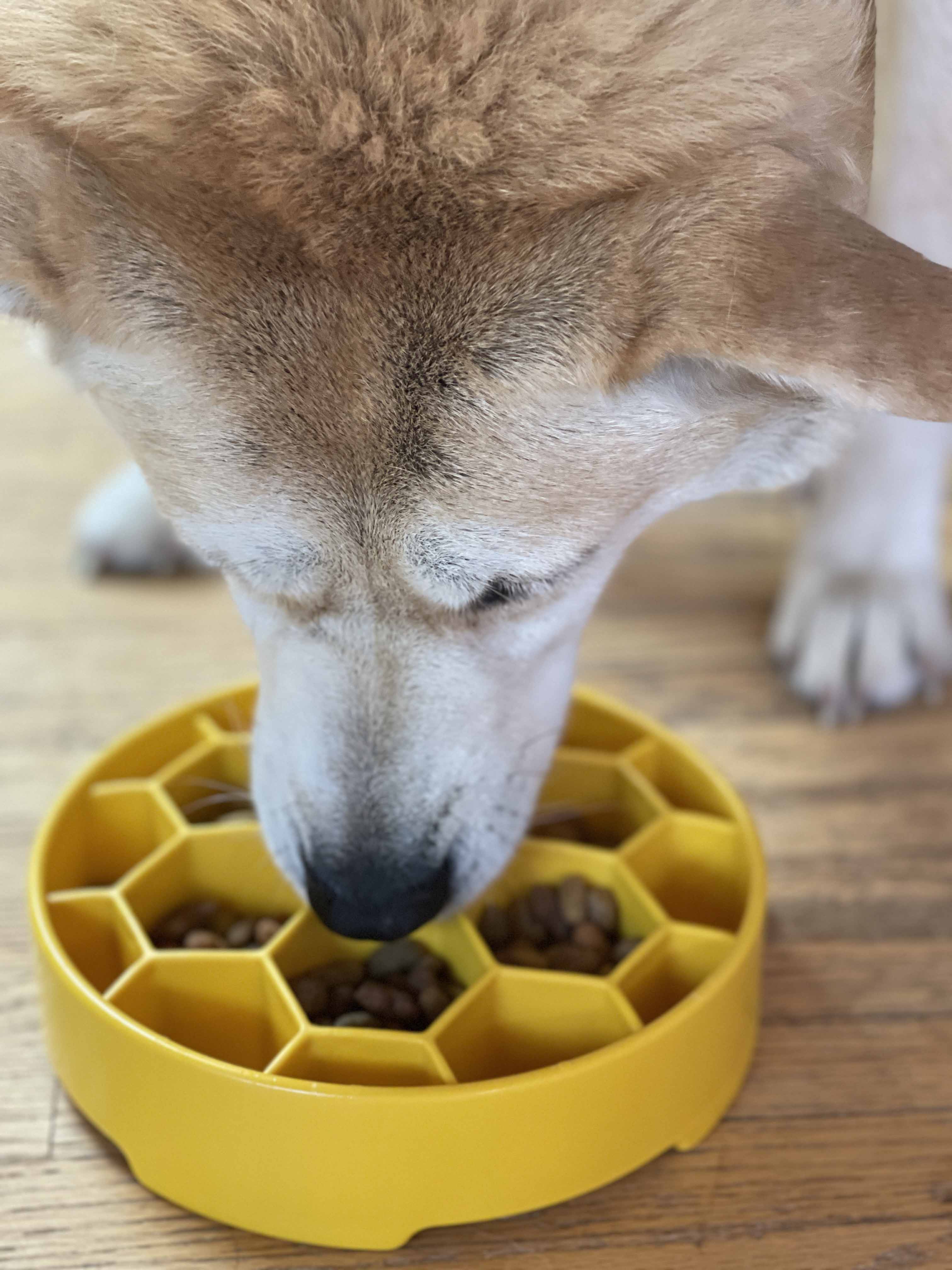 SLOW-FEEDER-DOG-BOWL-HONEYCOMB