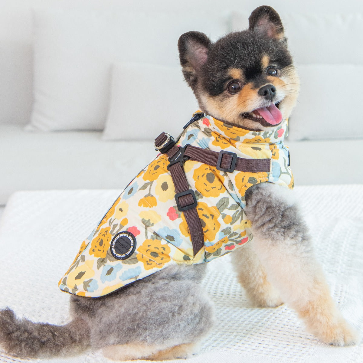 Small dog wearing a floral harness on a white couch