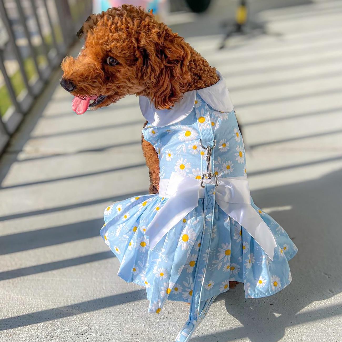 daisy-blue-yellow-dog-dress