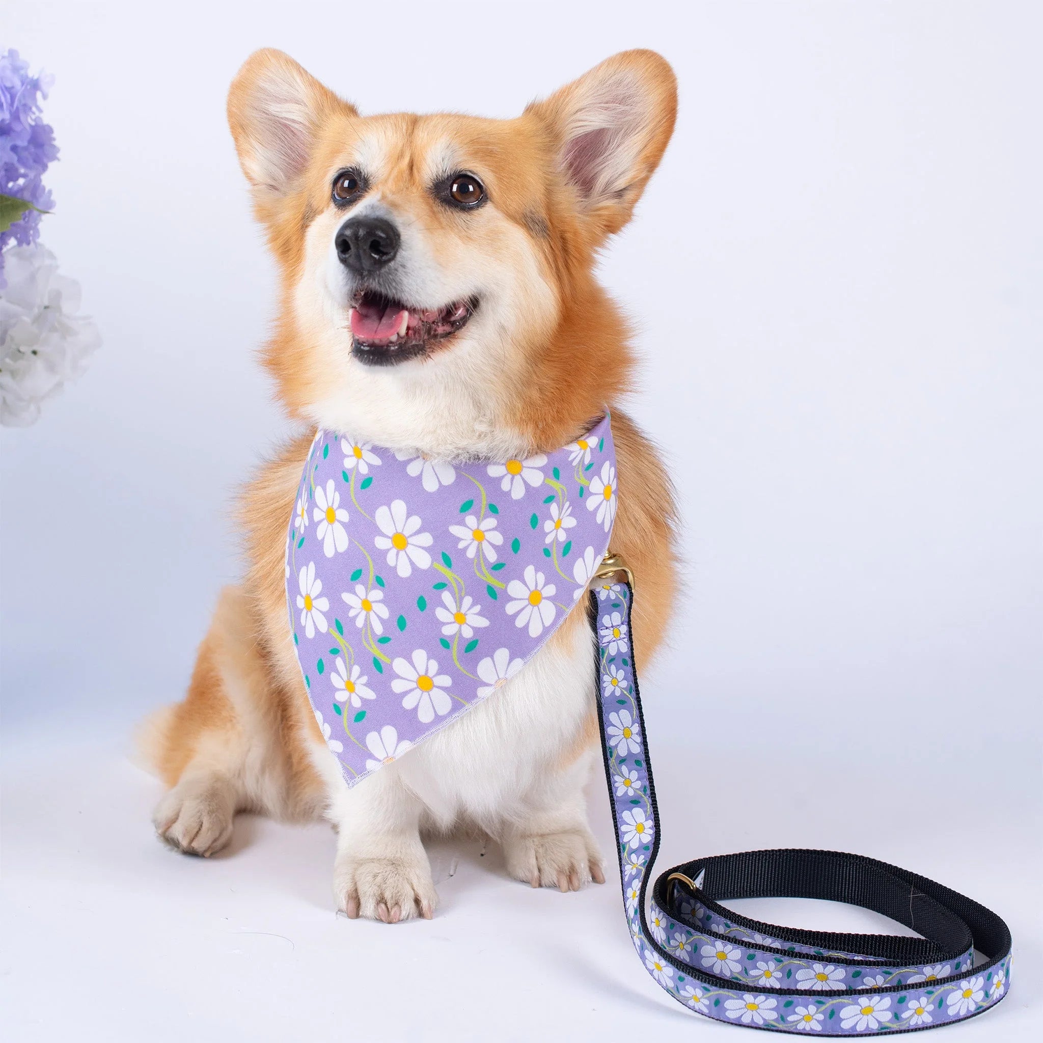 Dog wearing a purple floral bandana with a matching leash on a light gray background