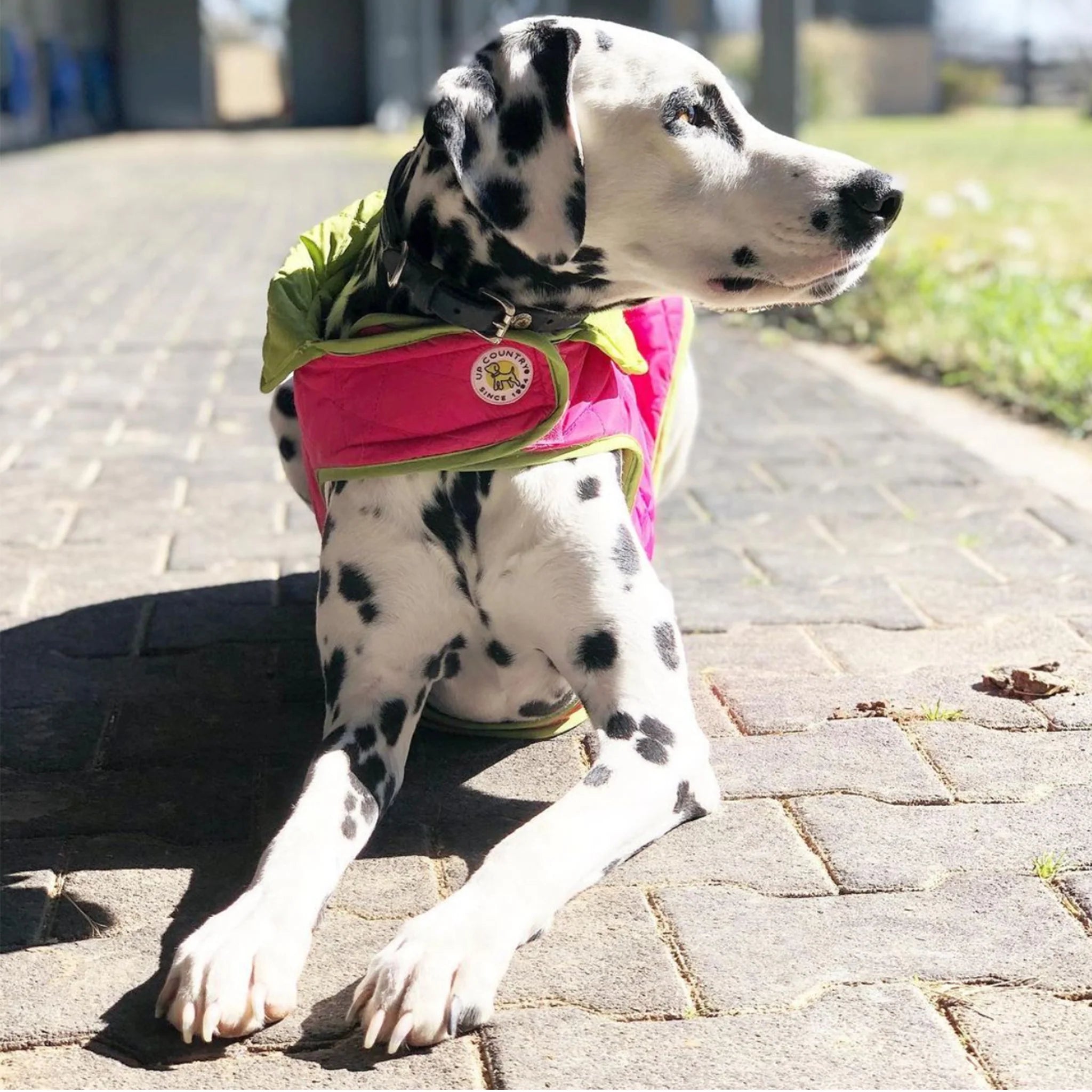 Dalmatian dog wearing a pink and green jacket on a paved walkway.