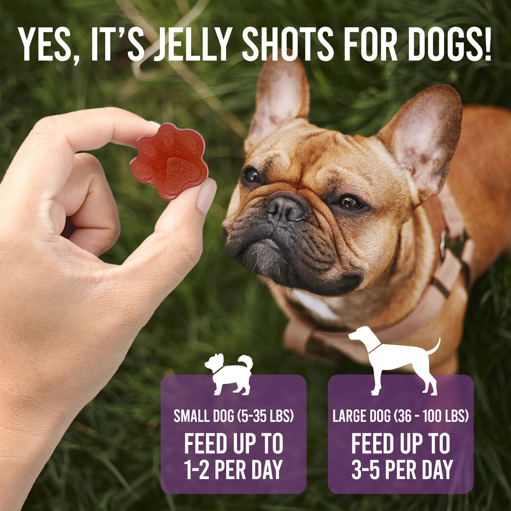 dog-treats-jelly-shots-cranberry