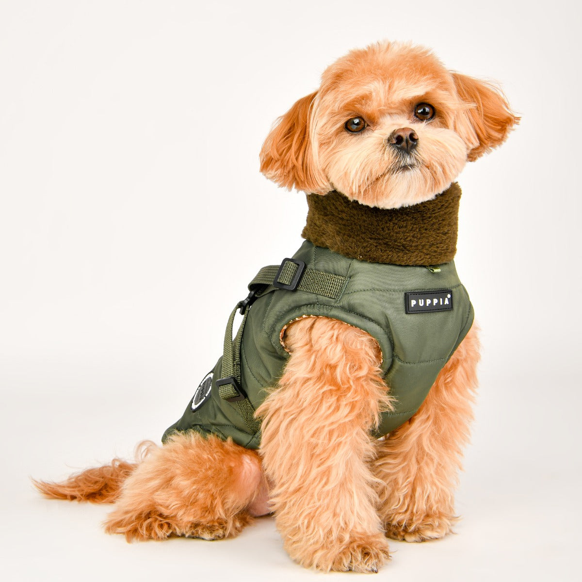 Small dog wearing a green harness with a brand logo on a white background