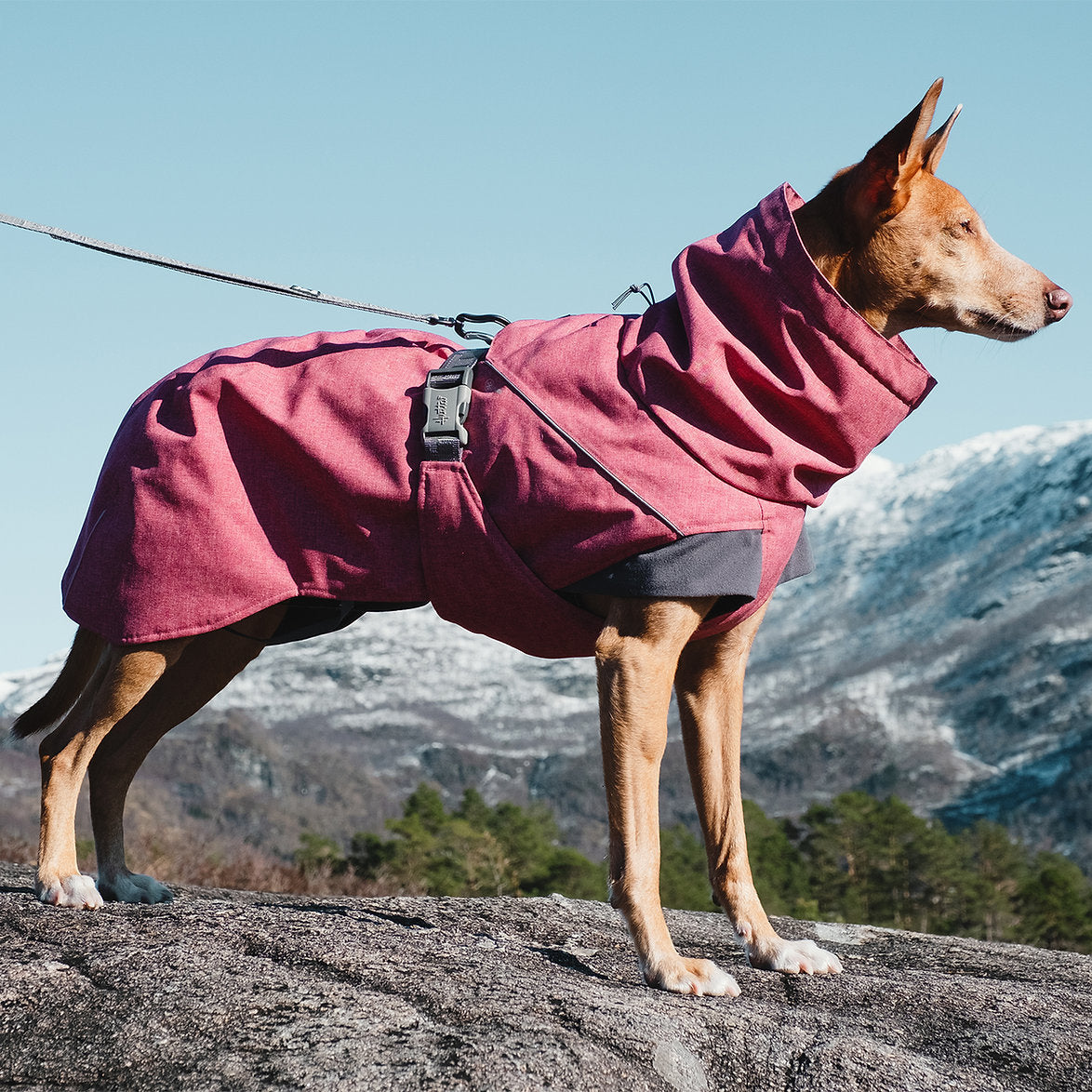 expedition-parka-dog-coat