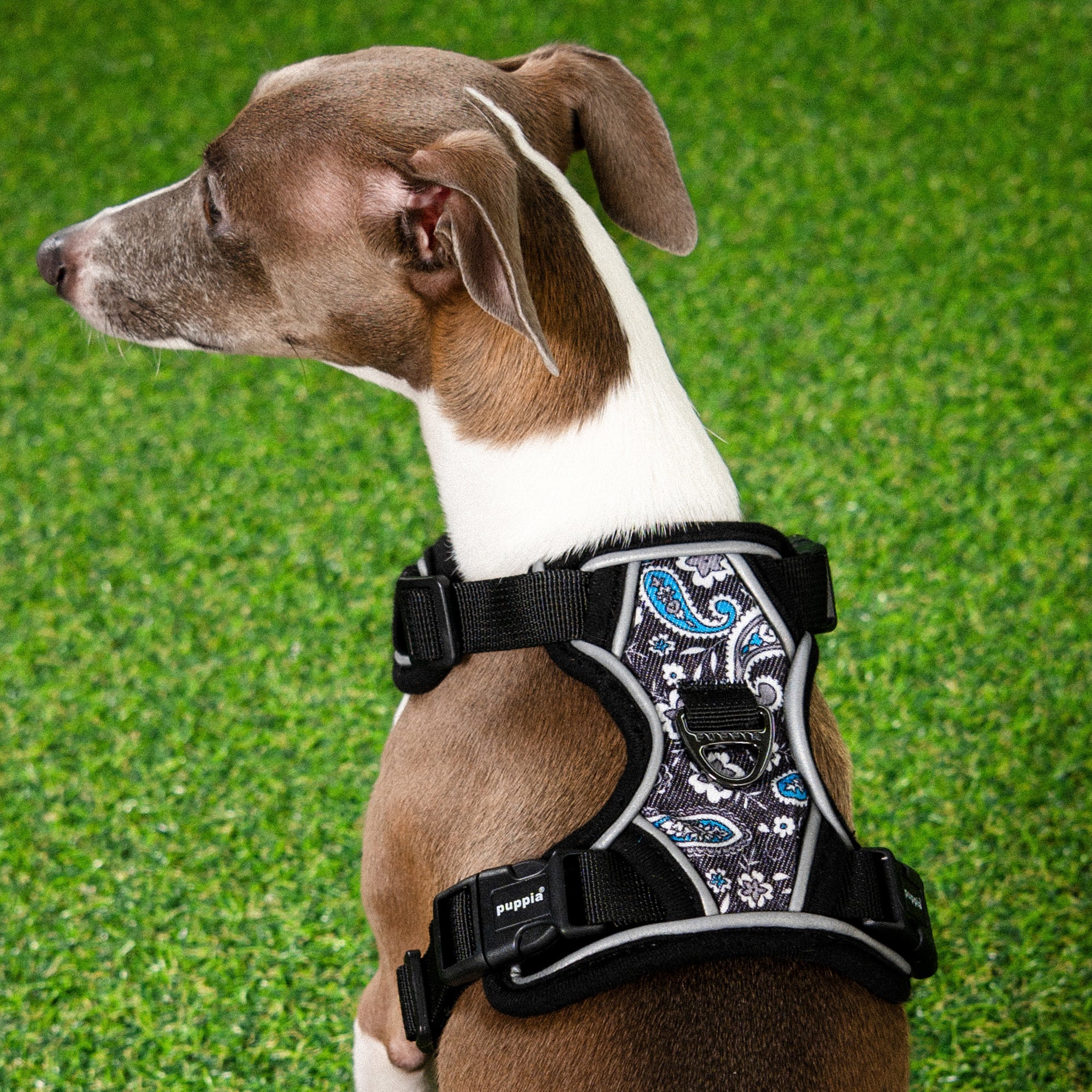 front-hook-dog-harness-cynthia-black