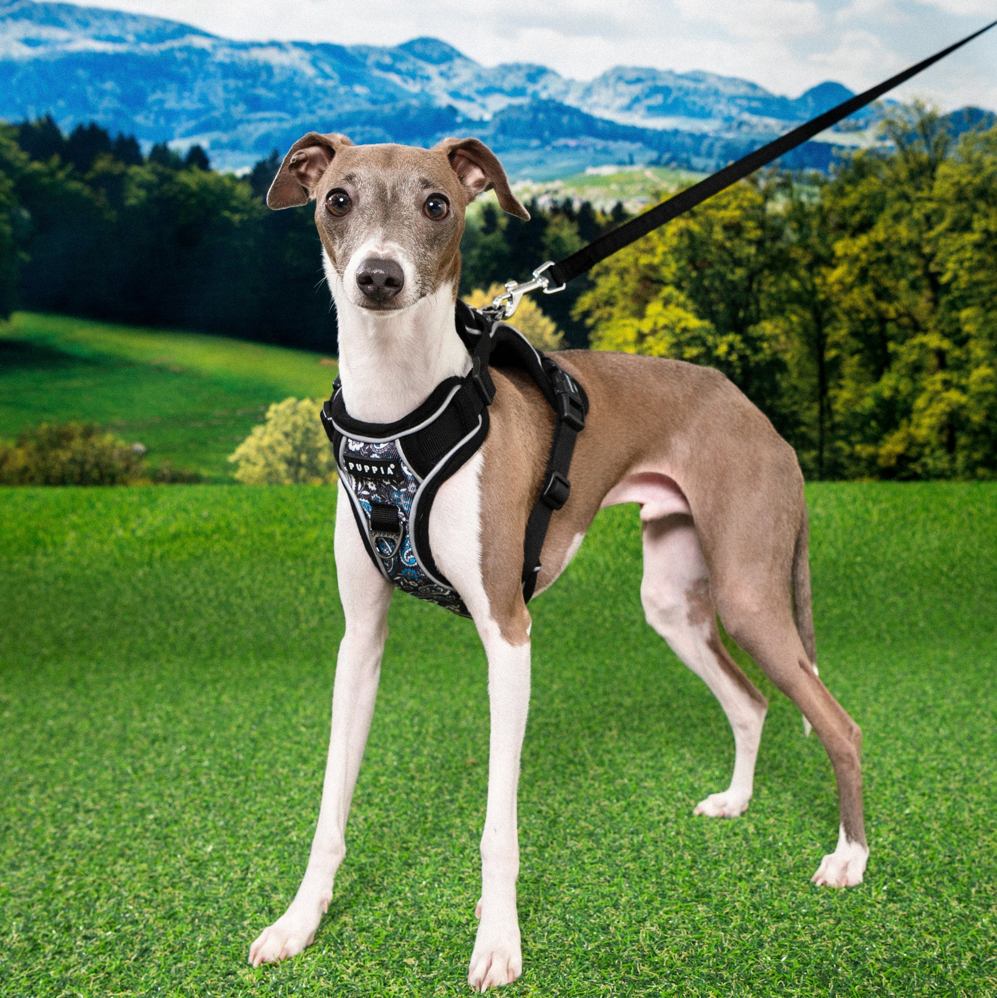 front-hook-dog-harness-cynthia-black