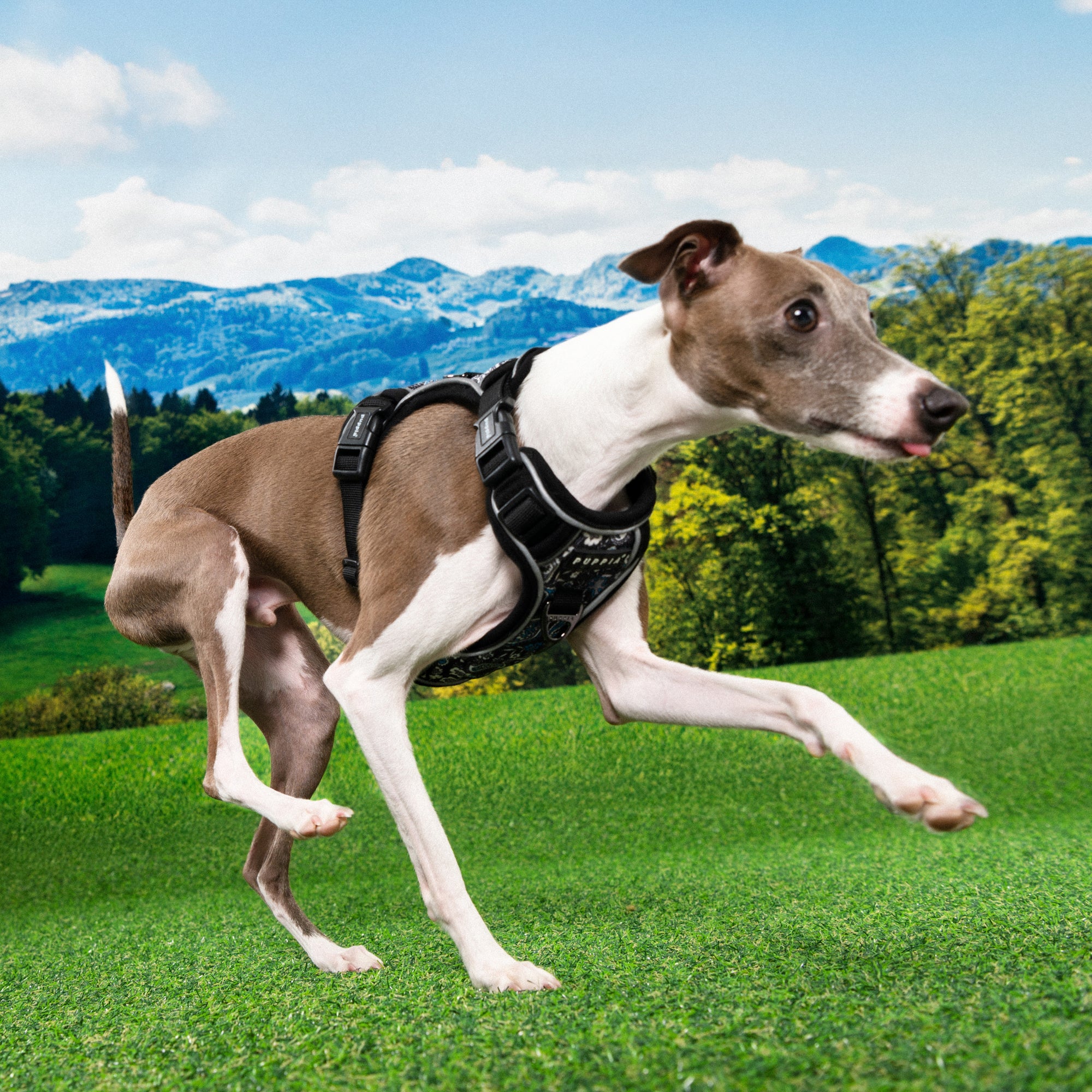 Front-Hook No-Pull Harness | Cynthia Paisley