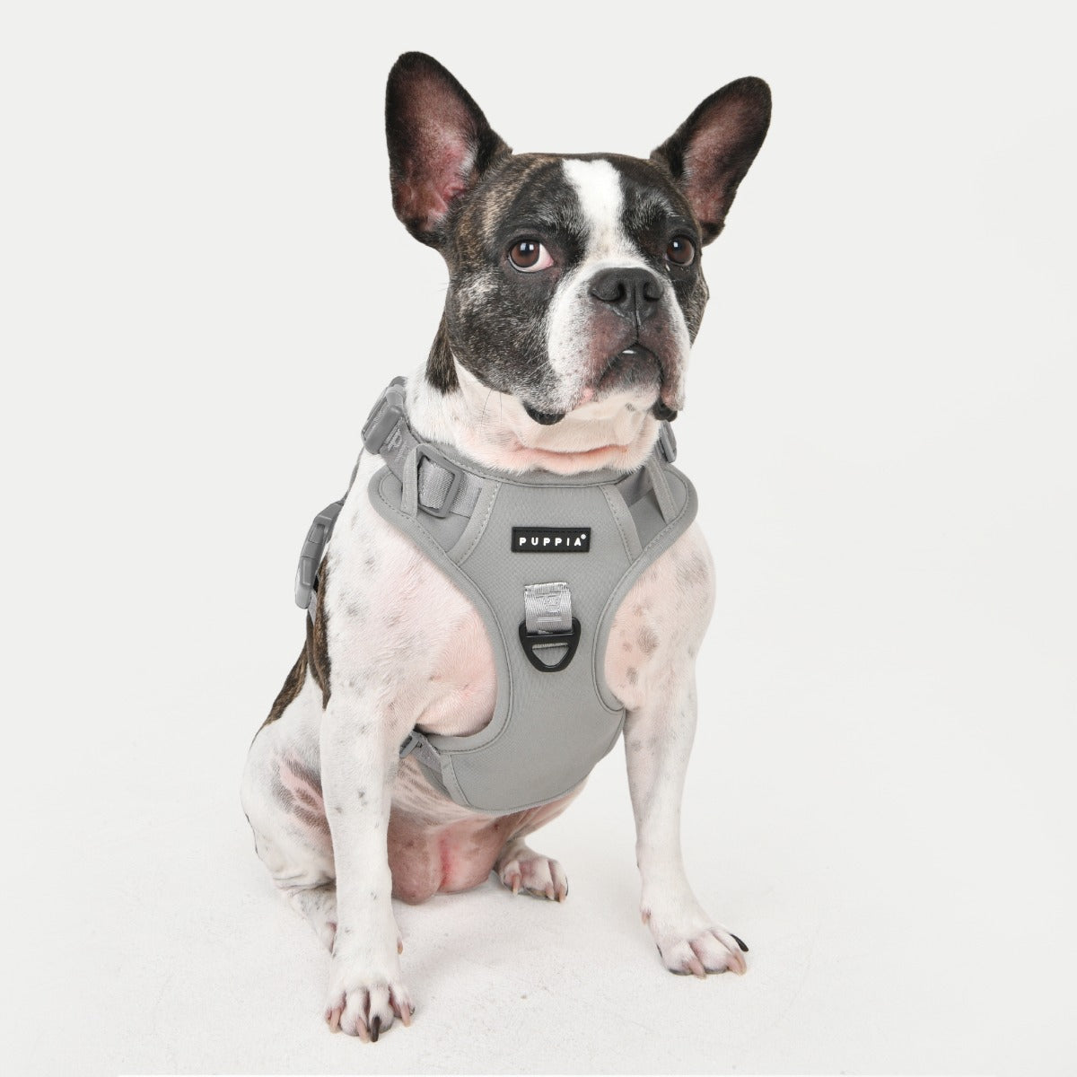 front-hook-dog-harness-jarek-gray