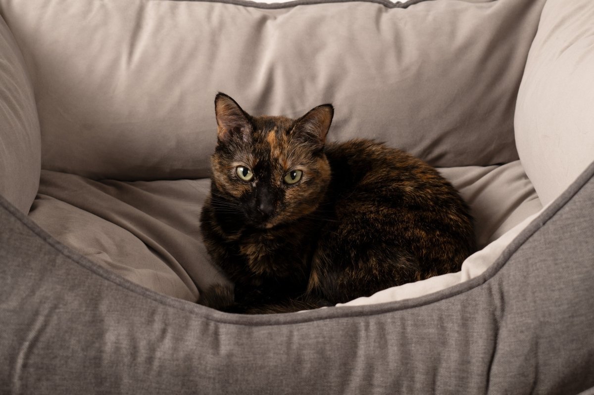 GreenDog Luxe Neutral Cuddler | Dark Gray, with a cat
