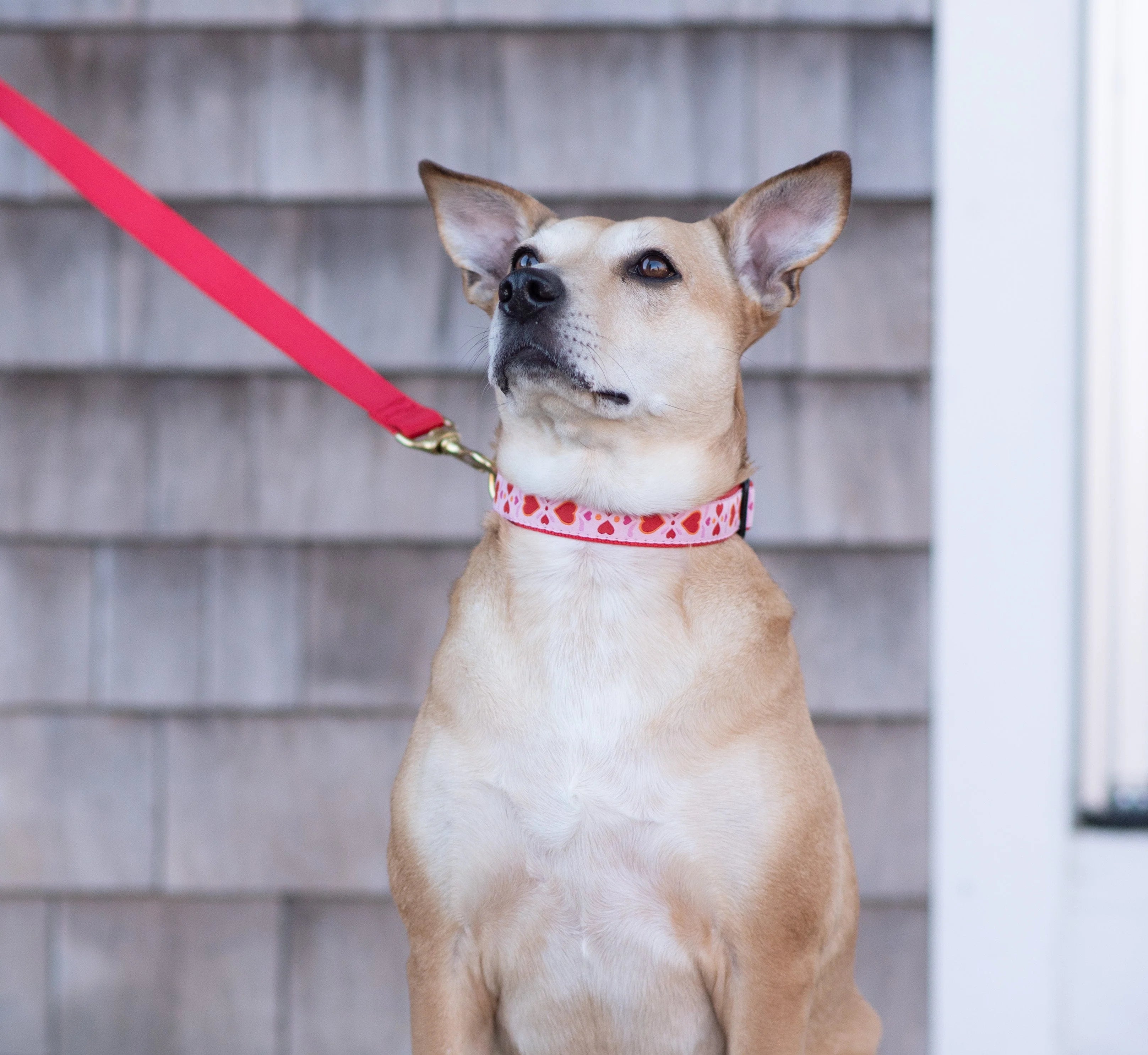 Teacup Harness | Heart to Heart