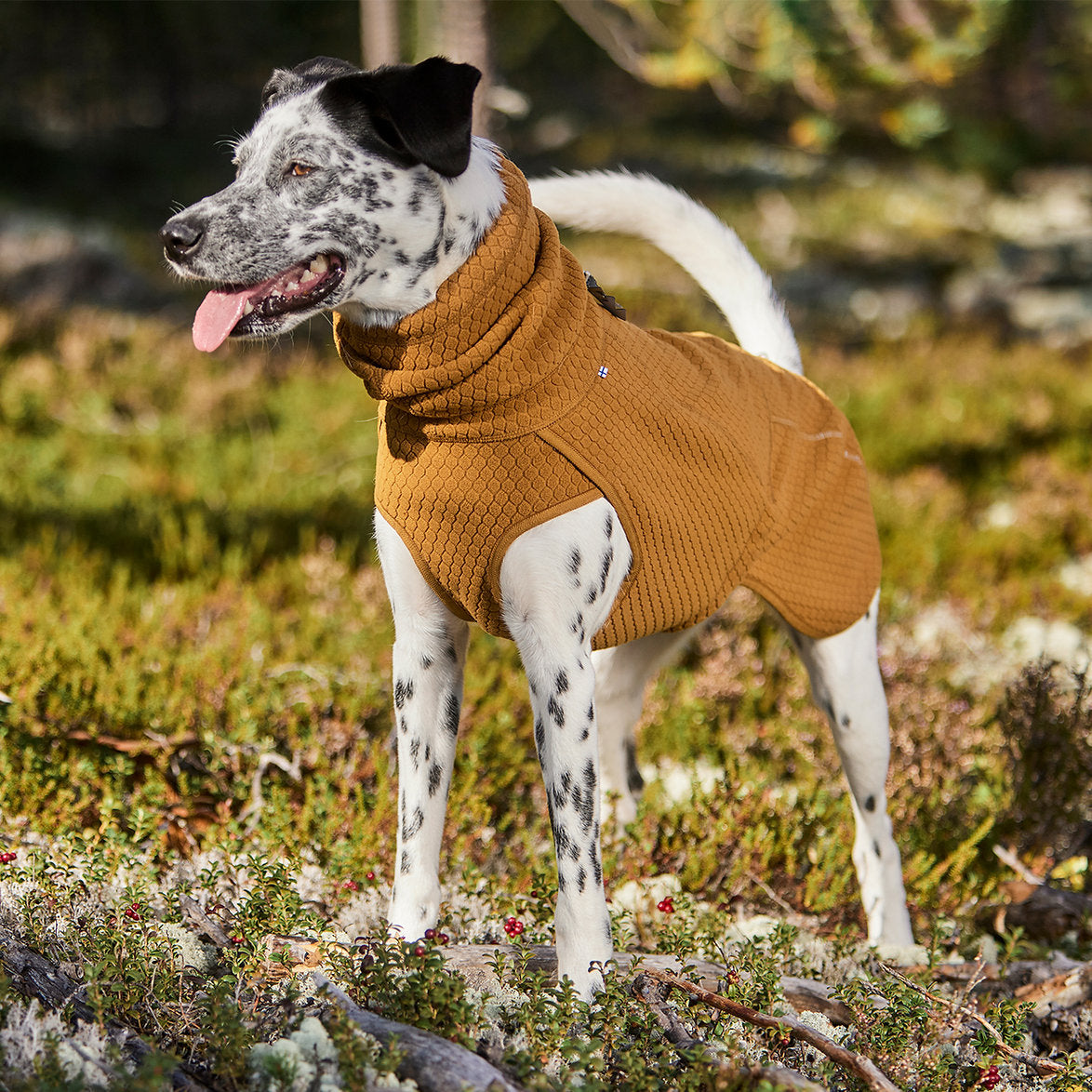 Dog wearing a brown sweater standing in a natural setting with greenery.