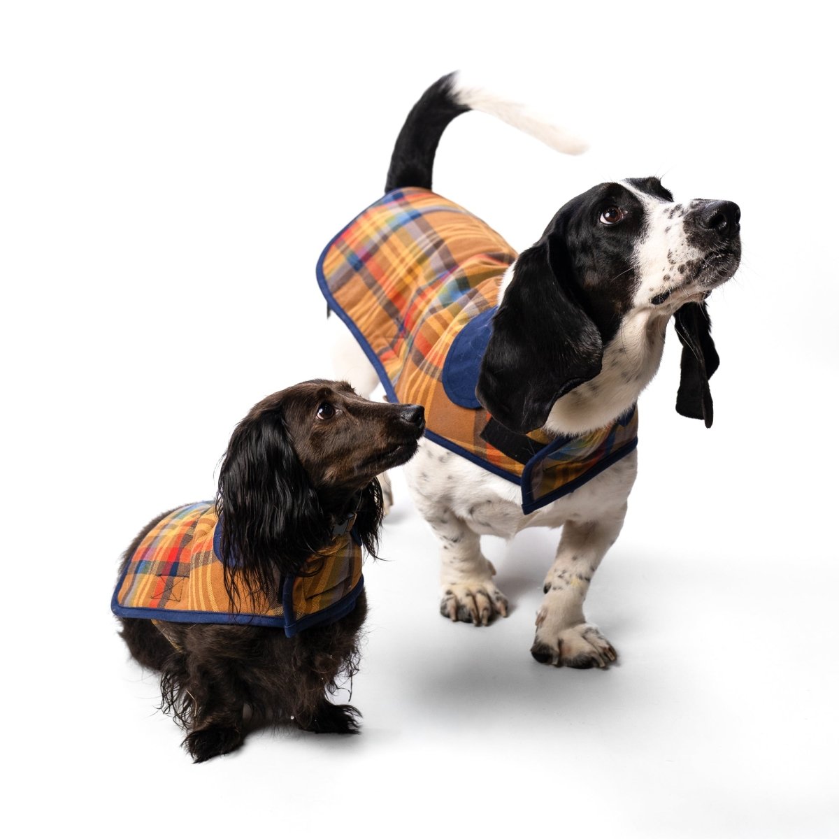 Pendleton Dog Coat in Desert Plaid dog coat