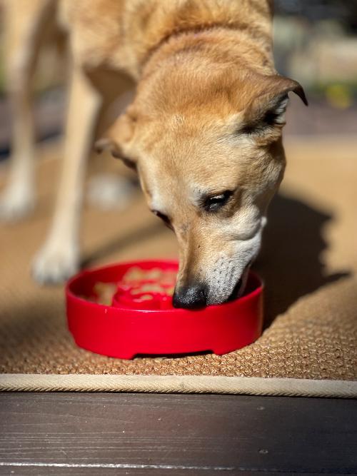 Slow Feeder Bowl | Christmas Santa