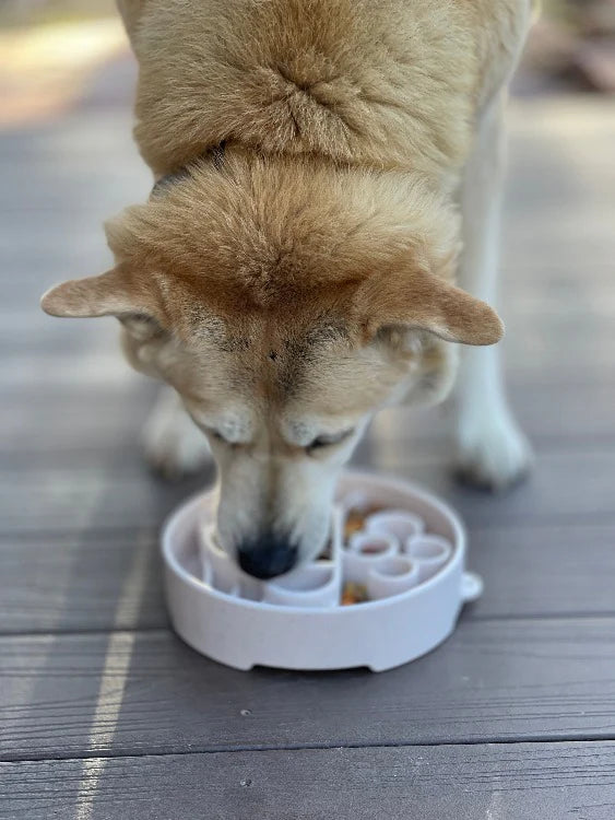 slow-feeder-dog-bowl-java