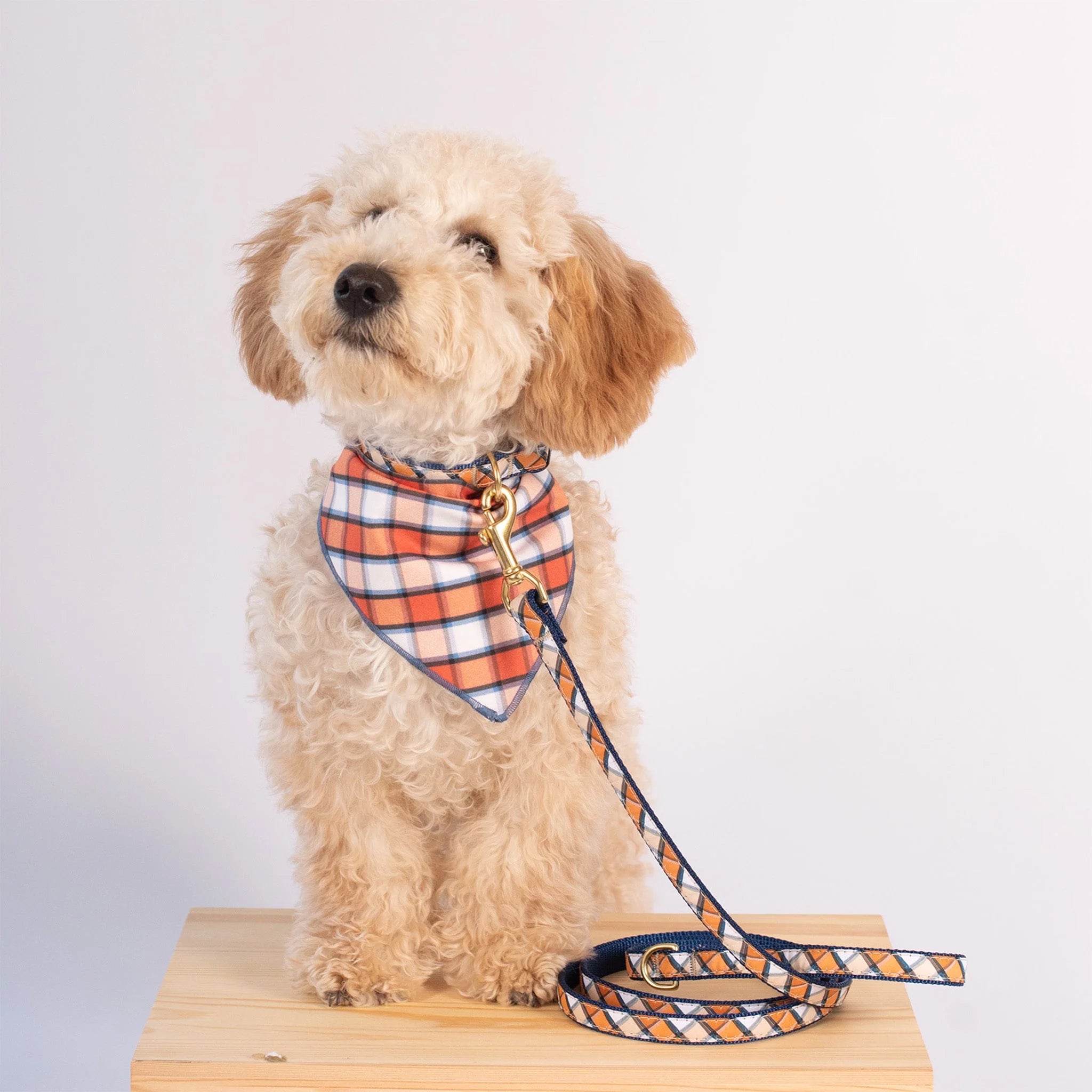 Dog wearing a plaid bandana with a leash on a wooden platform against a white background