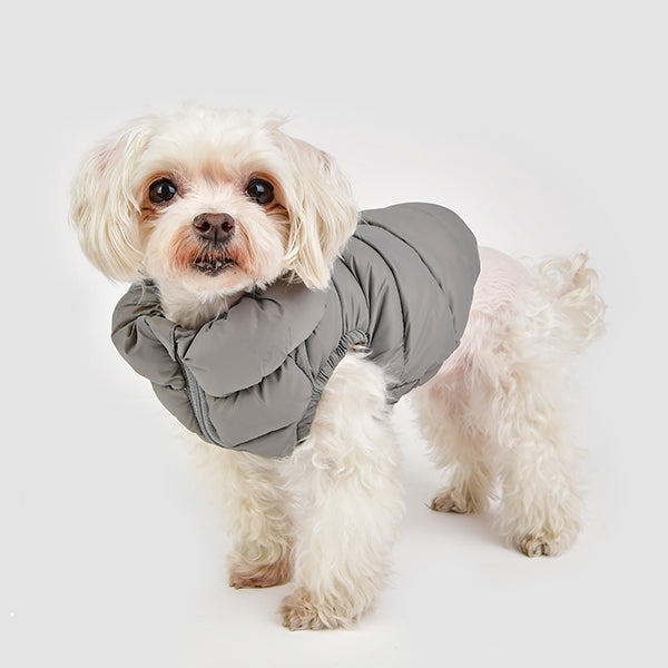 Small white dog wearing a gray coat on a light gray background