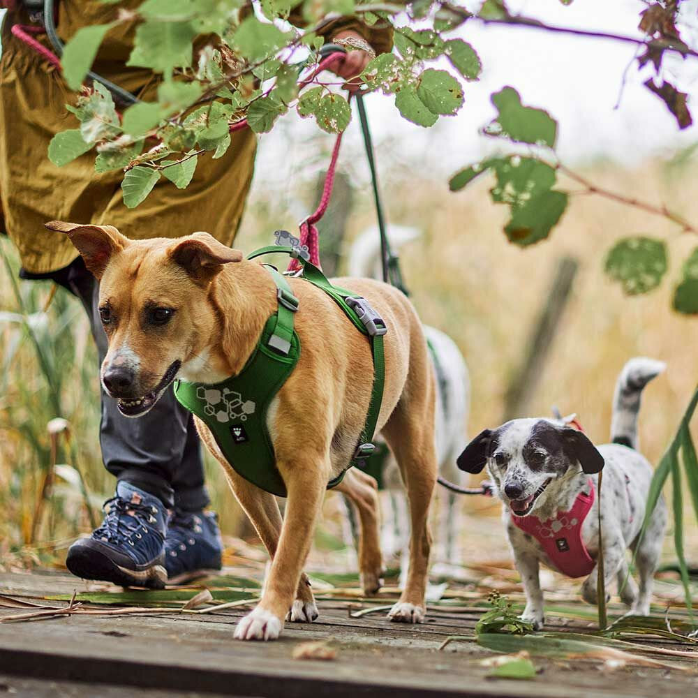 Two dogs on a leash, one with a green harness and the other with a pink harness, walking on a wooden platform with grass and leaves in the background.