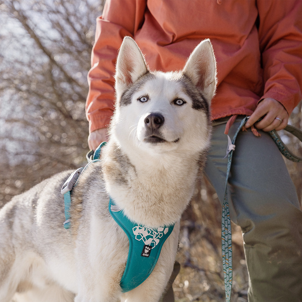 weekend-warrior-hurtta-neoprene-dog-harness-peacock