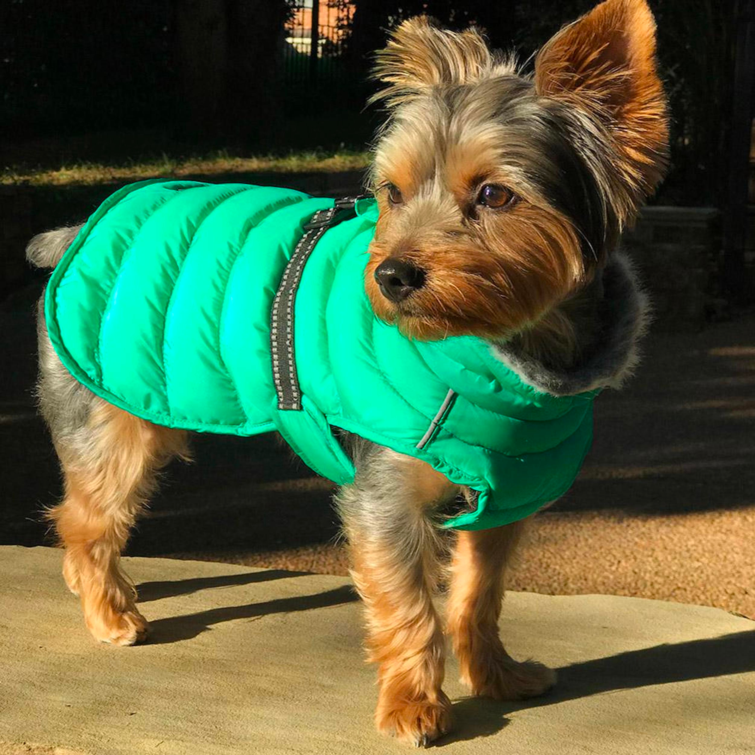 extrem dog gear Alpine Extreme Weather Puffer Coat - Arcadia