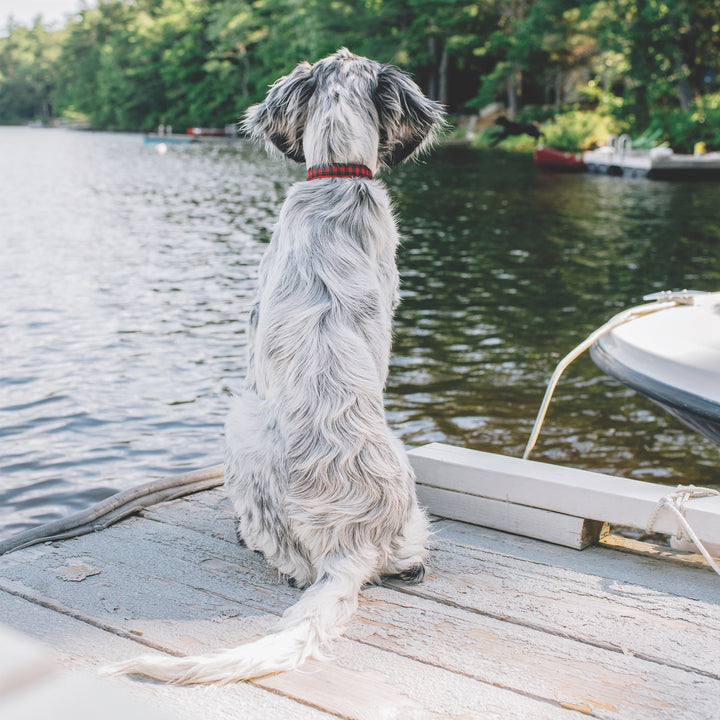 BUFFALO-CHECK-DOG-COLLAR-LEASH-HARNESS