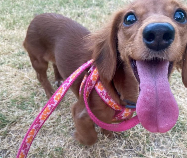 flower-power-dog-leash