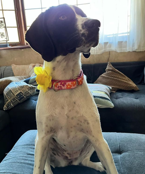 FLOWER-POWER-DOG-COLLAR