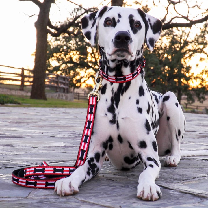 GOT-BONES-DOG-COLLAR-LEASH-HARNESS