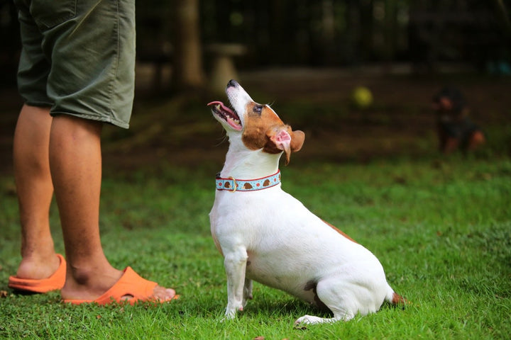 HEDGEHOGS-DOG-COLLAR-LEASH-HARNESS