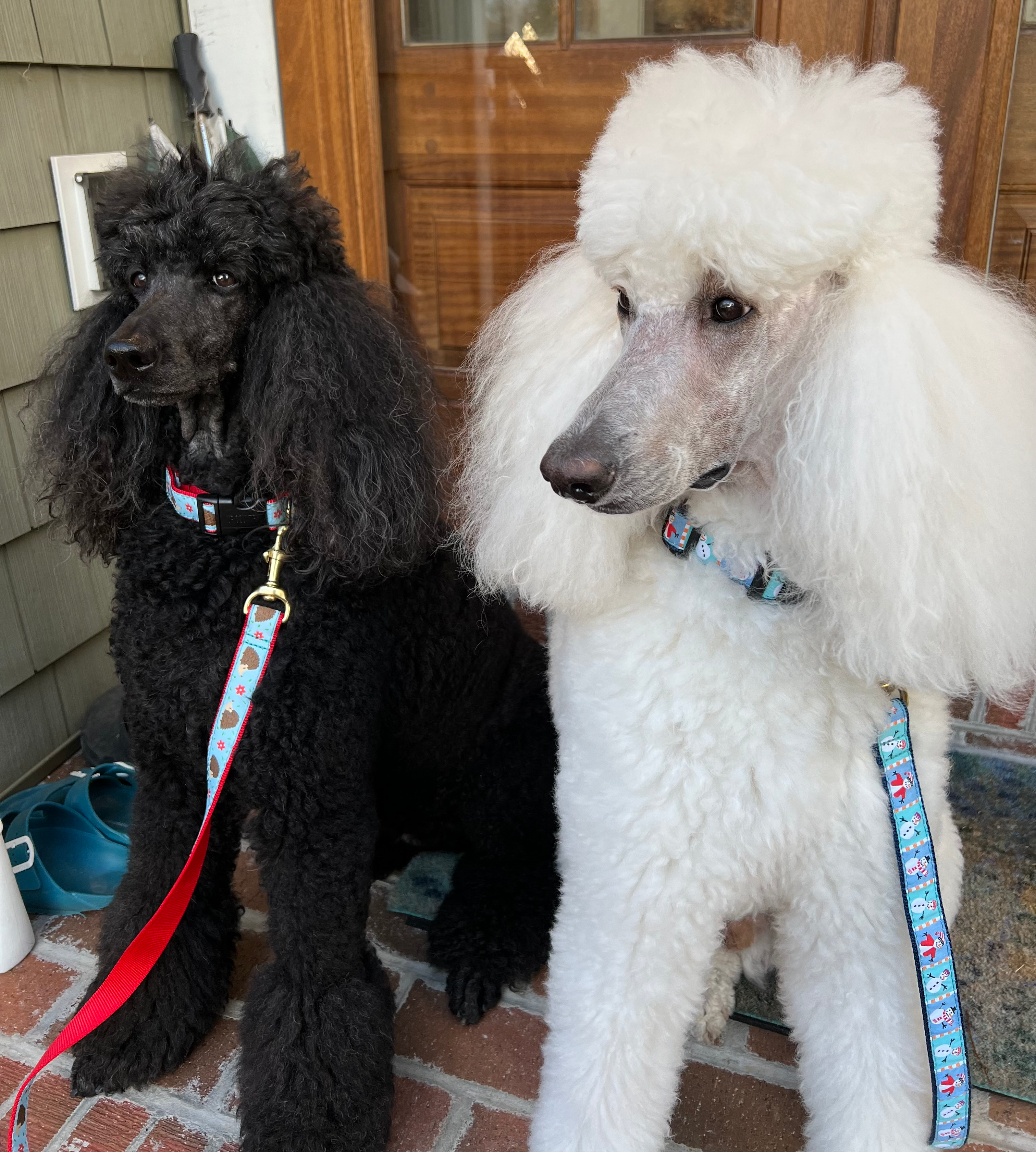 HEDGEHOGS-SNOWMAN-COLLARS-LEASHES