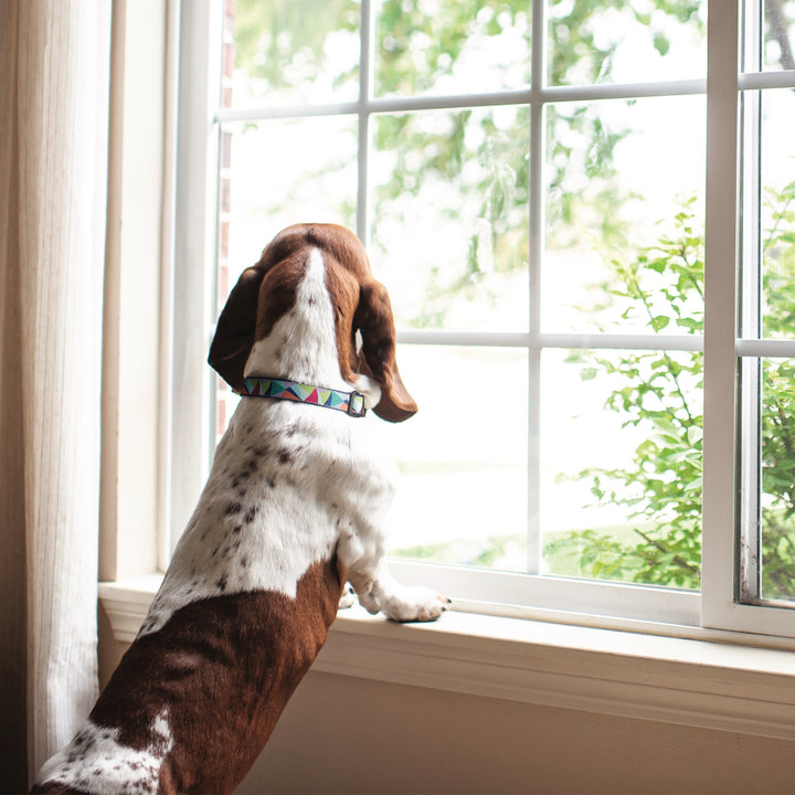 KALEIDOSCOPE-DOG-COLLAR-LEASH-HARNESS