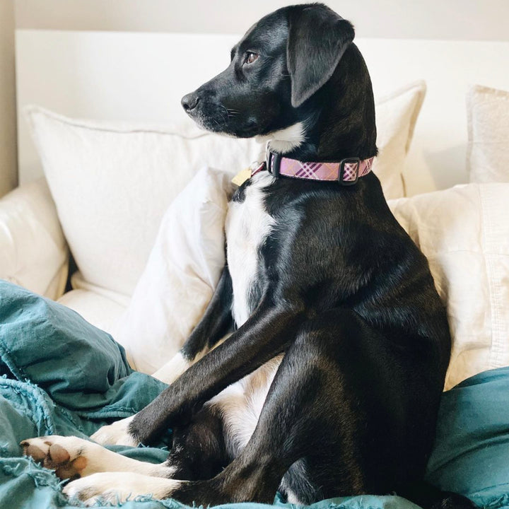 LAVENDER-LATTICE-DOG-COLLAR-LEASH-HARNESS