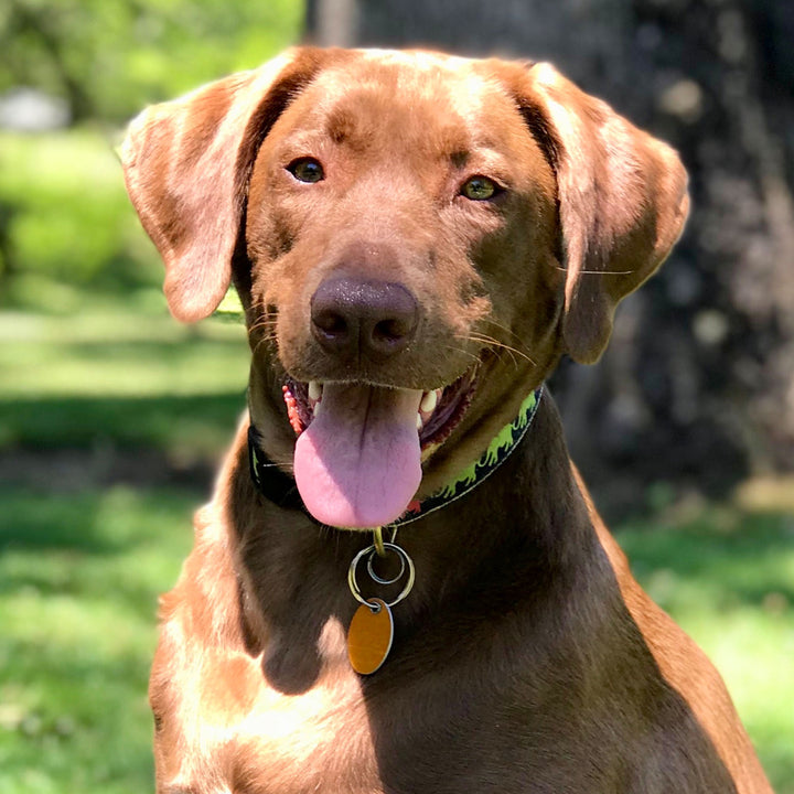 LEADER-OF-THE-PACH-DOG-COLLAR-LEASH-HARNESS